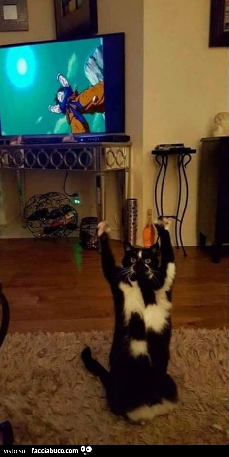 Il gatto alza le zampe per permettere a Goku di ottenere l'energia sferica