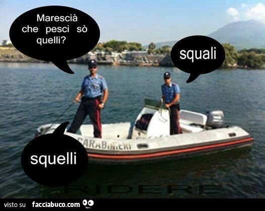 Marescià che pesci sò quelli? Squali. Squelli