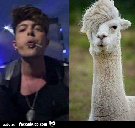 Stash dei The Kolors sputa come un Lama