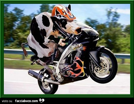 Vacca in moto
