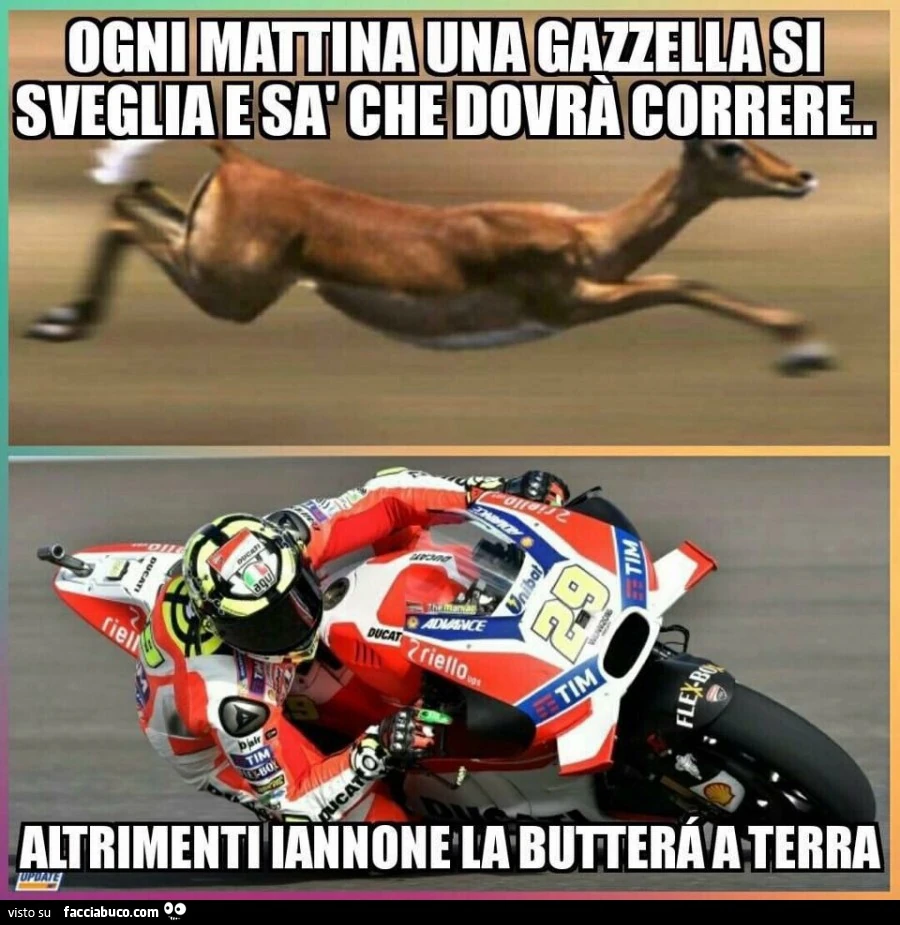 Ogni mattina una gazzella si sveglia e sa che dovrà correre altrimenti Iannone la butterà a terra