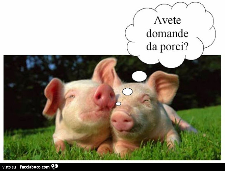 Avete domande da porci?