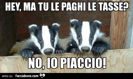 Hey, ma tu le paghi le tasse? No, io piaccio