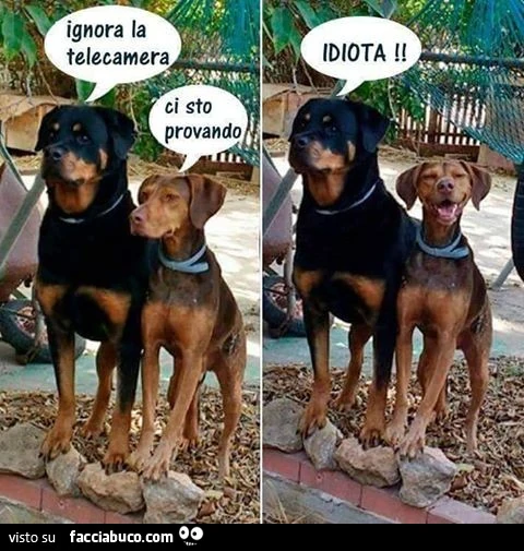 Ignora la telecamera. Ci sto provando. Idiota