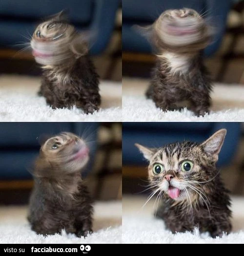 Lo sguardo del gattino dopo essersi stropicciato