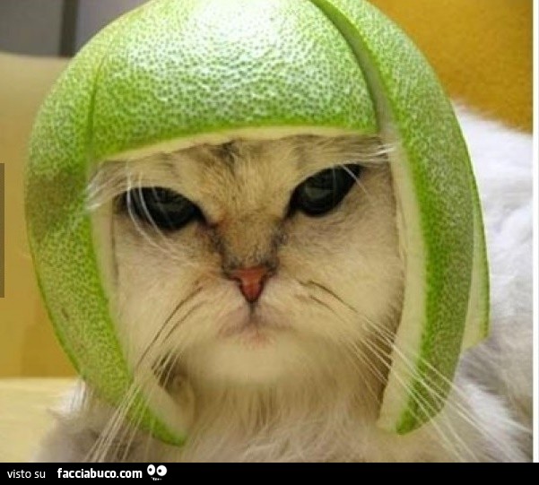 Gatto con il casco di pompelmo in testa - Facciabuco.com