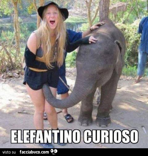 Elefantino curioso