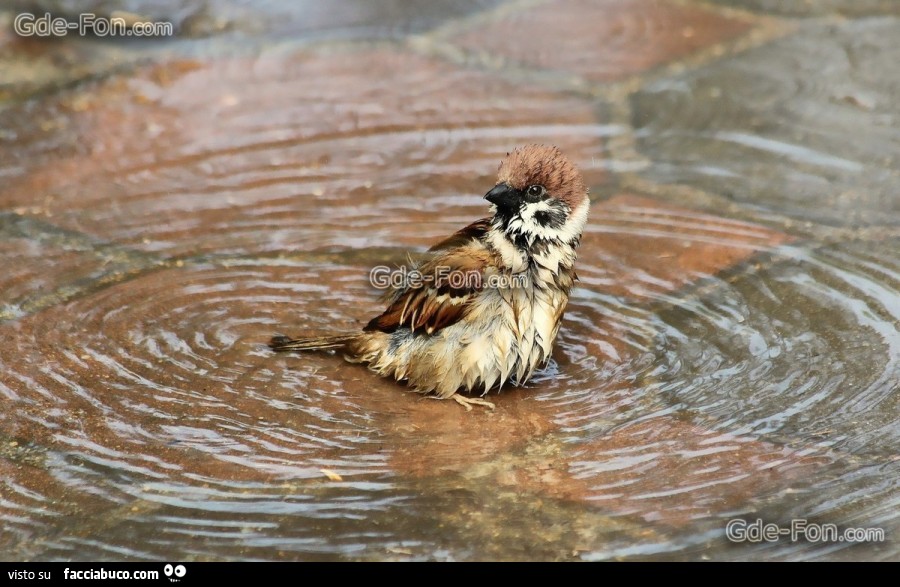 Passerotta bagnata