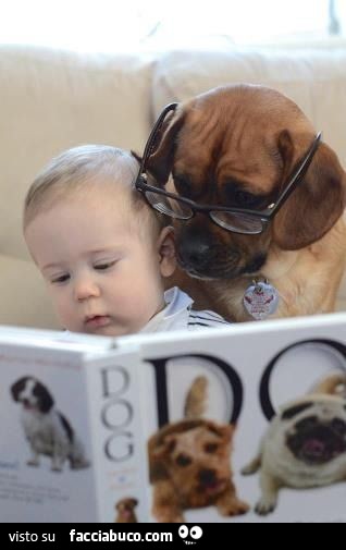 Cane con gli occhiali legge un libro con un bimbo