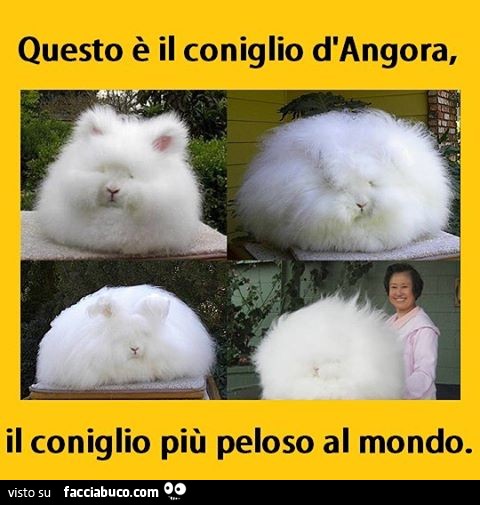 Questo è il coniglio d'Angora, il coniglio più peloso al mondo