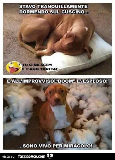 Stavo tranquillamente dormendo sul cuscino e all'improvviso boom, è esploso. Sono vivo per miracolo