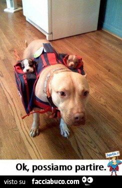 Cane con vestitino porta oggetti: Ok, possiamo partire