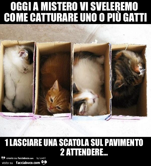 Oggi a mistero vi sveleremo come catturare uno o più gatti 1 lasciare una scatola sul pavimento 2 attendere