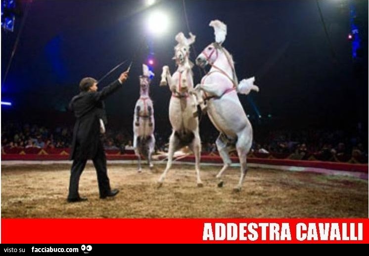 Addestra cavalli