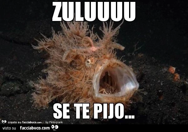 Zuluuuu se te pijo