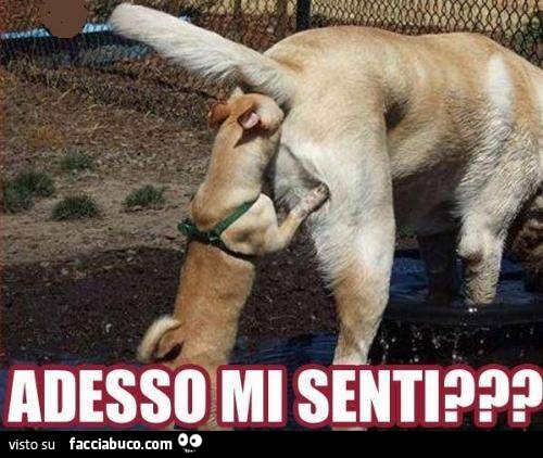 Cagnolino infila la testa nel culo dell'altro cane. Adesso mi senti?