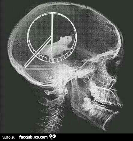 La radiografia del cranio mostra un criceto che va sulla ruota