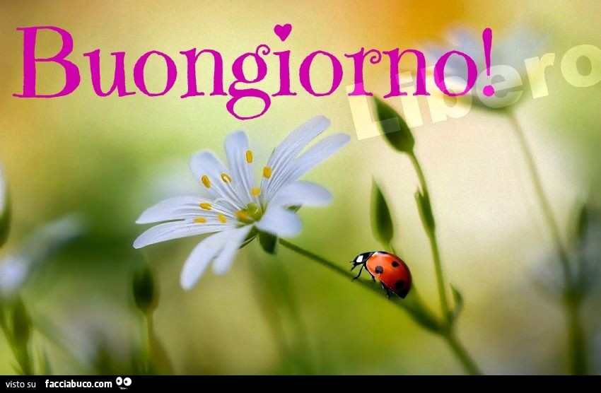 Buongiorno dalla coccinella sul fiore