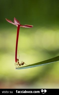 Vaccata