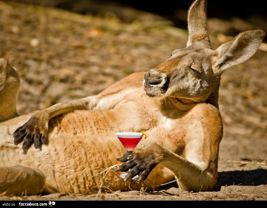 Canguro sdraiato al sole con aperitivo