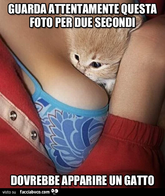 Guardate attentamente questa foto per 2 secondi. Dovrebbe apparire un gatto