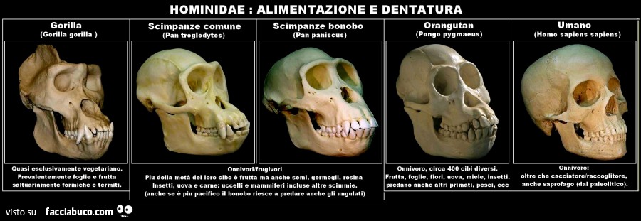 Hominidae: alimentazione e dentatura