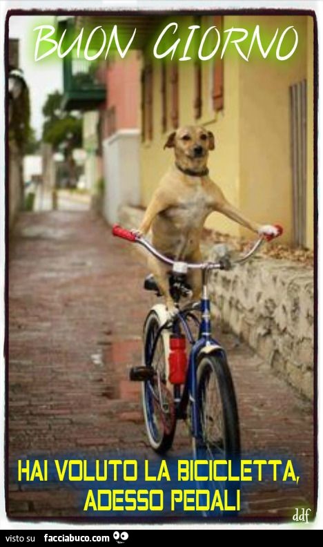 Cane in bicicletta. Buon giorno. Hai voluto la bicicletta, adesso pedali