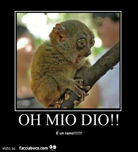 Oh mio Dio! È Un ramo