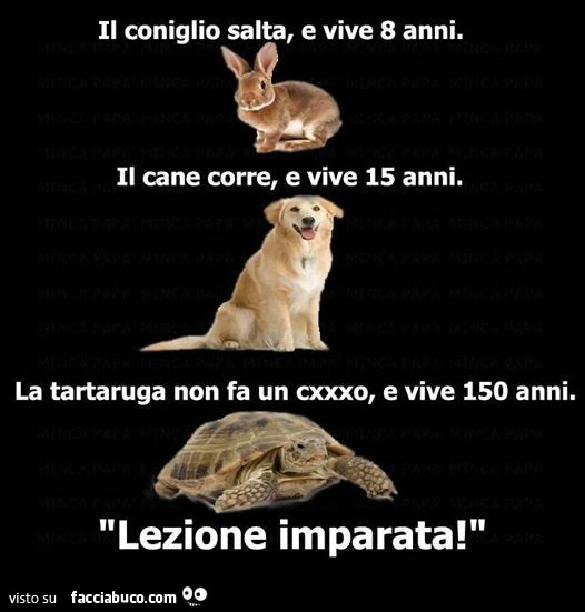 Il coniglio salta, e vive 8 anni. Il cane corre, e vive 15 anni. La tartaruga non fa un caxxo, e vive 150 anni. Lezione imparata