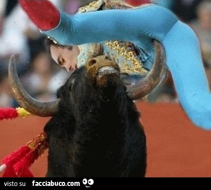Il toro incorna il torero sulle palle