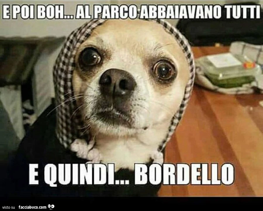E poi boh, al parco abbaiavano tutti, e quindi bordello