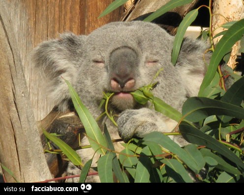 Koala dorme con le foglie in bocca