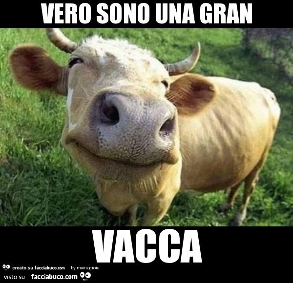 Vero sono una gran vacca