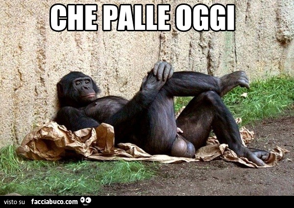 Gorilla con coglioni enormi. Che palle oggi