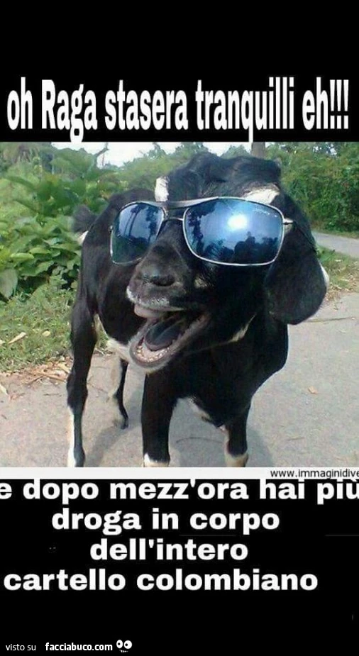 Oh Raga stasera tranquilli eh! Che dopo mezz'ora hai più droga in corpo dell'intero cartello colombiano