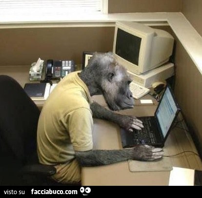 Scimmia al computer