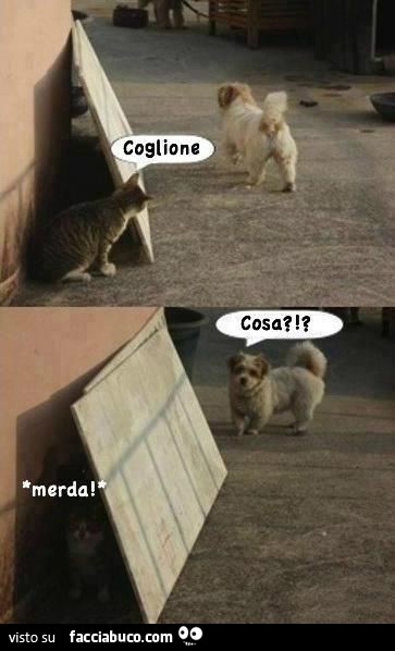 Il gatto si prende gioco del cane. Coglione! Cosa?!? Merda