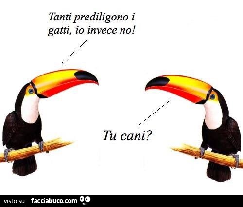 Tanti prediligono i gatti, io invece no! Tu cani?