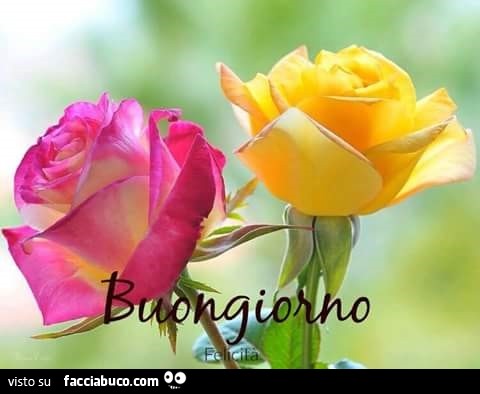 Rosa rossa e rosa gialla. Buongiorno