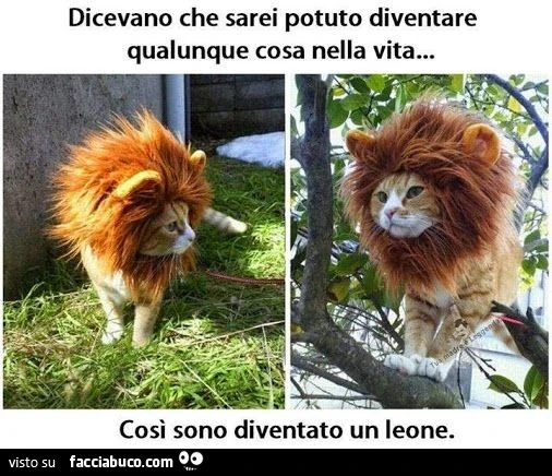 Dicevano che sarei potuto diventare qualunque cosa nella vita&hellip; Così sono diventato un leone