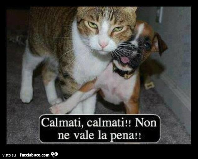 Vaccata
