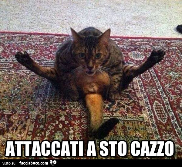 Vaccata