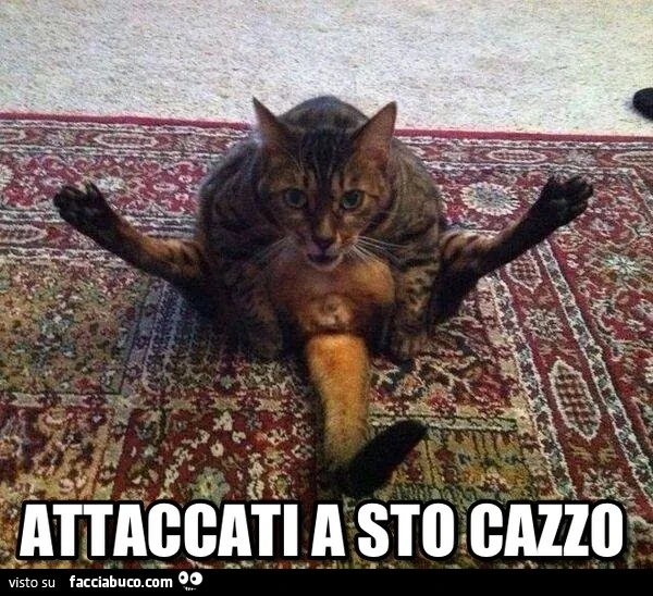 Vaccata