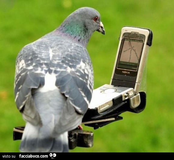 Piccione che guarda le strade con il Nokia N90