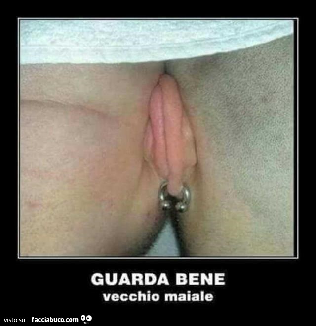 Guarda bene vecchio maiale