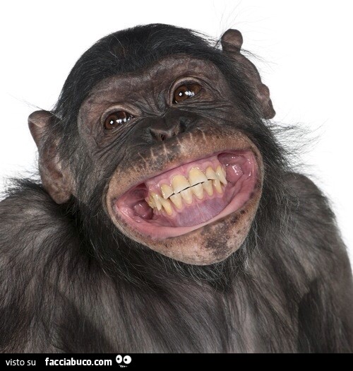 Scimmia che ride mostrando tutti i denti