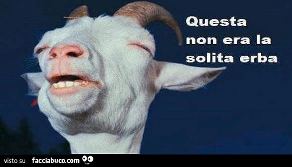 Capra fatta. Questa non era la solita erba