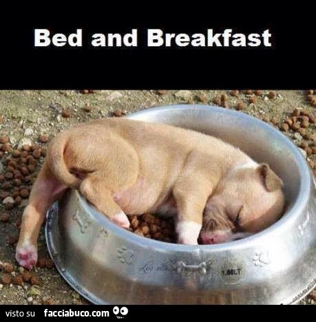 Bed and Breakfast. Il cagnolino si addormenta nella ciotola delle crocchette