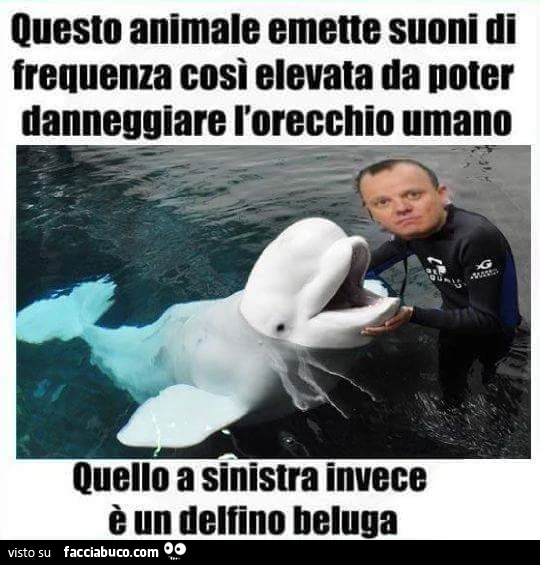 Questo animale emette suoni di frequenza così elevata da poter danneggiare l'orecchio umano. Quello a sinistra invece è un delfino beluga
