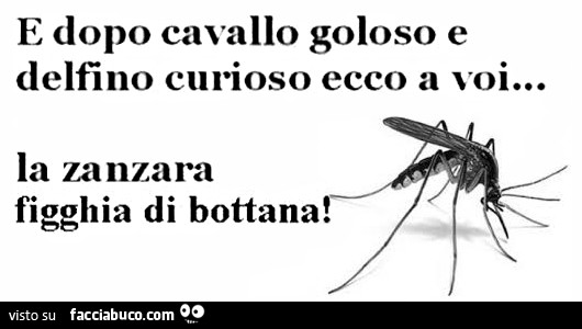 E Dopo Cavallo Goloso E Delfino Curioso Ecco A Voi La Zanzara Figghia Di Bottana Facciabuco Com